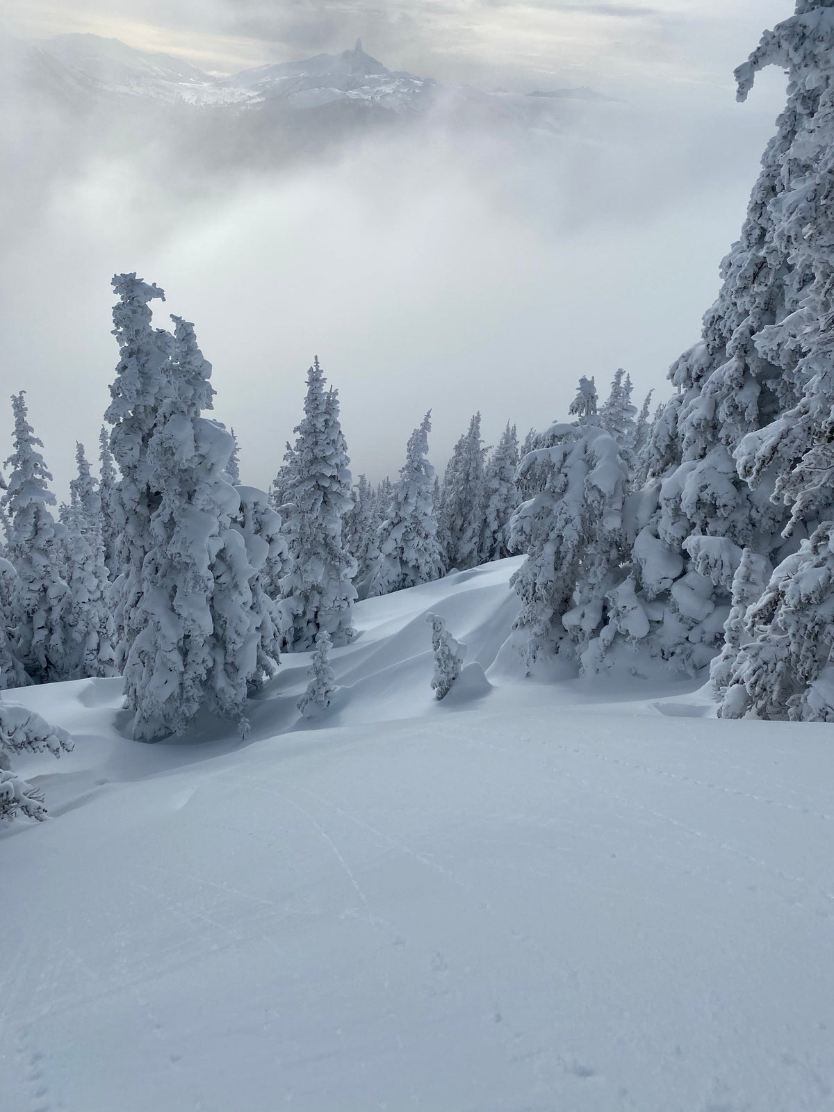 Snow-loaded trees above a groomed run at Whistler, with Black Tusk rising out of the cloud