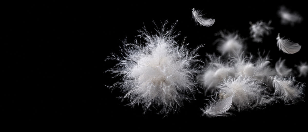 Down clusters and small down feathers on a black background