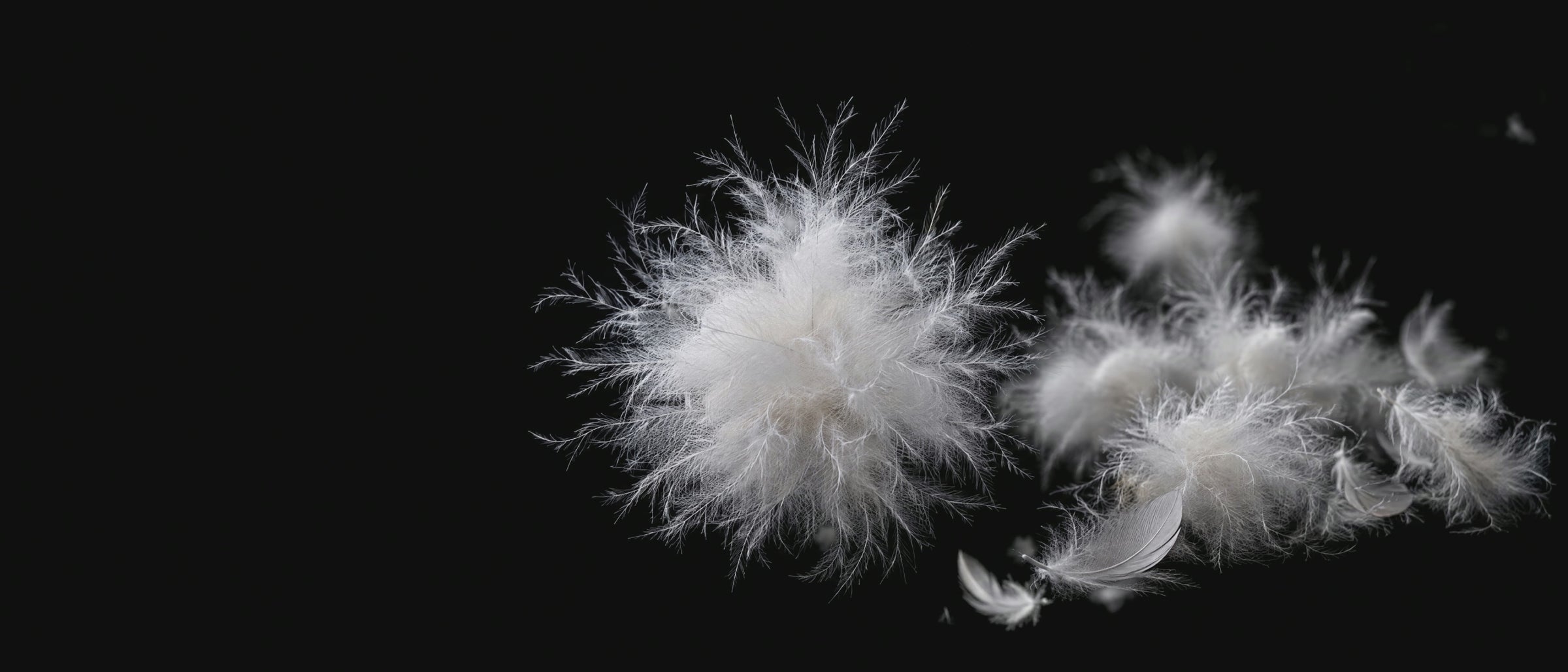 Down feathers falling slowly past down clusters on a black background