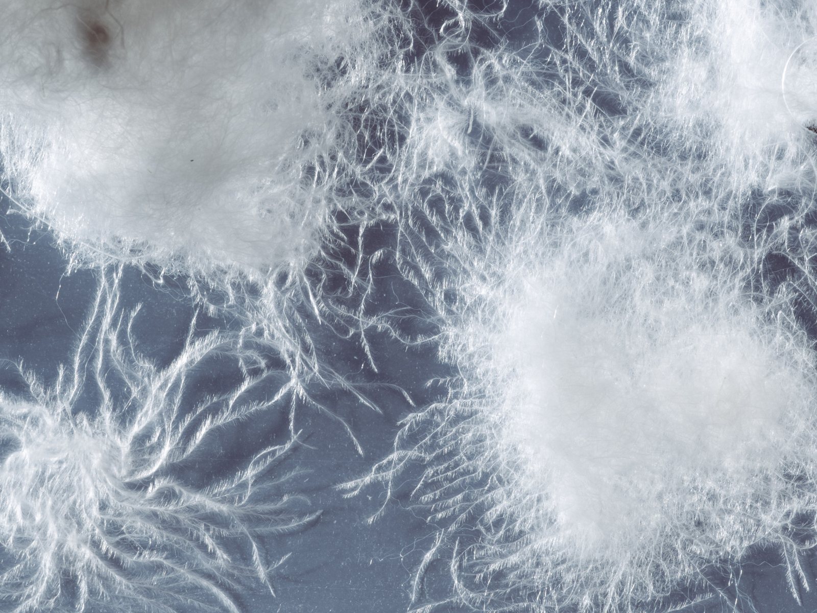 Close-up of down clusters and PrimaLoft fibres